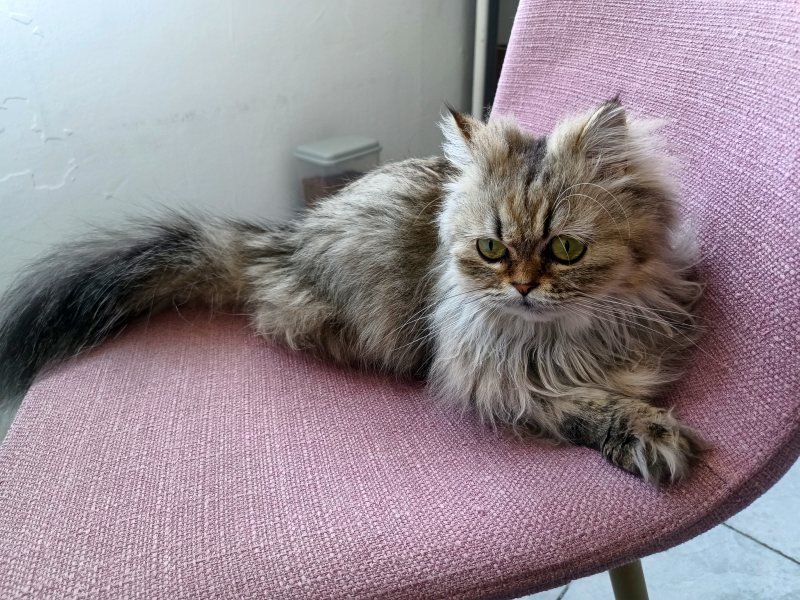 Topilla állatkozmetika Pestszentimre