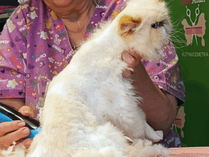 Topilla állatkozmetika Pestszentimre