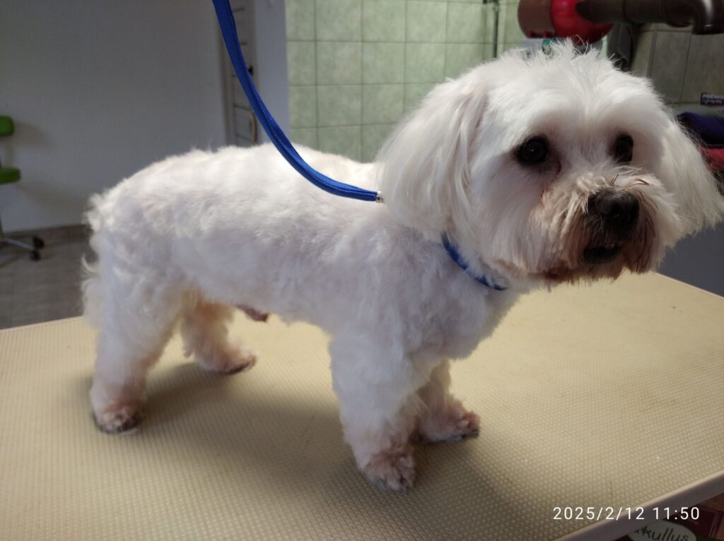 Topilla kutyakozmetika és macskakozmetika Pestszentimre