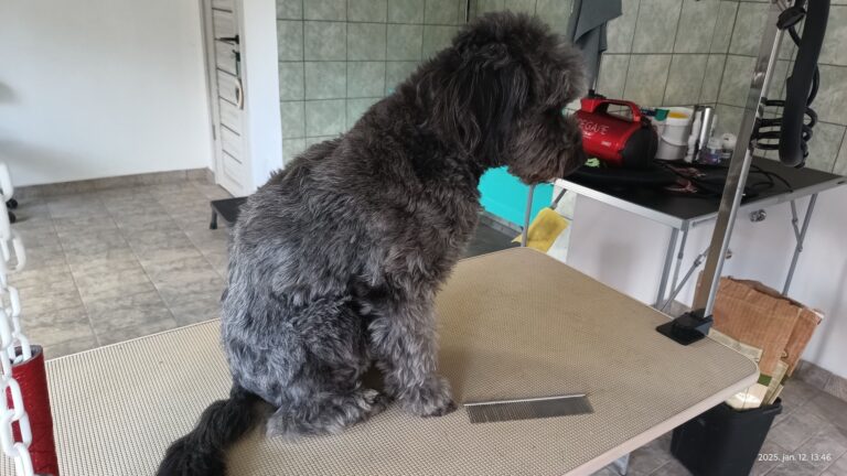 Topilla kutyakozmetika és macskakozmetika Pestszentimre