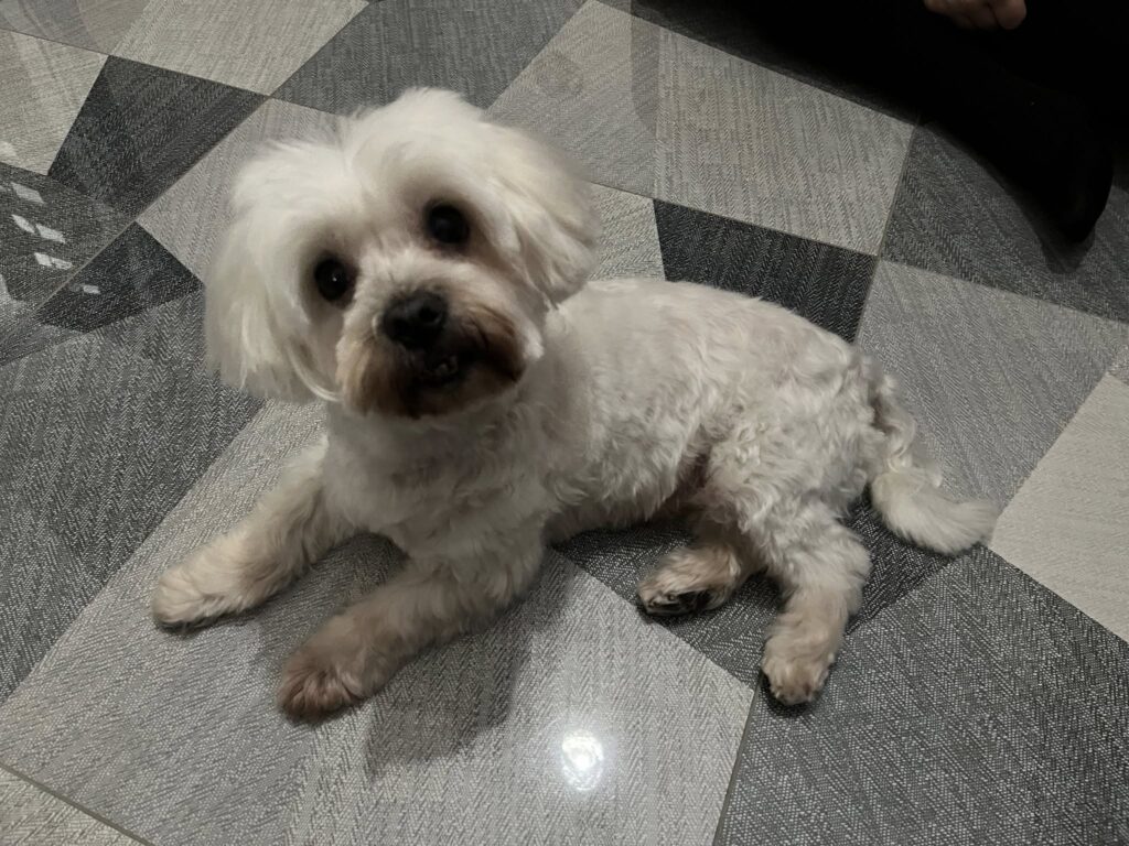 Topilla kutyakozmetika és macskakozmetika Pestszentimre