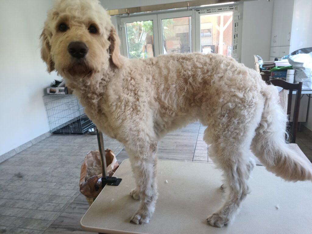 Topilla kutyakozmetika és macskakozmetika Pestszentimre