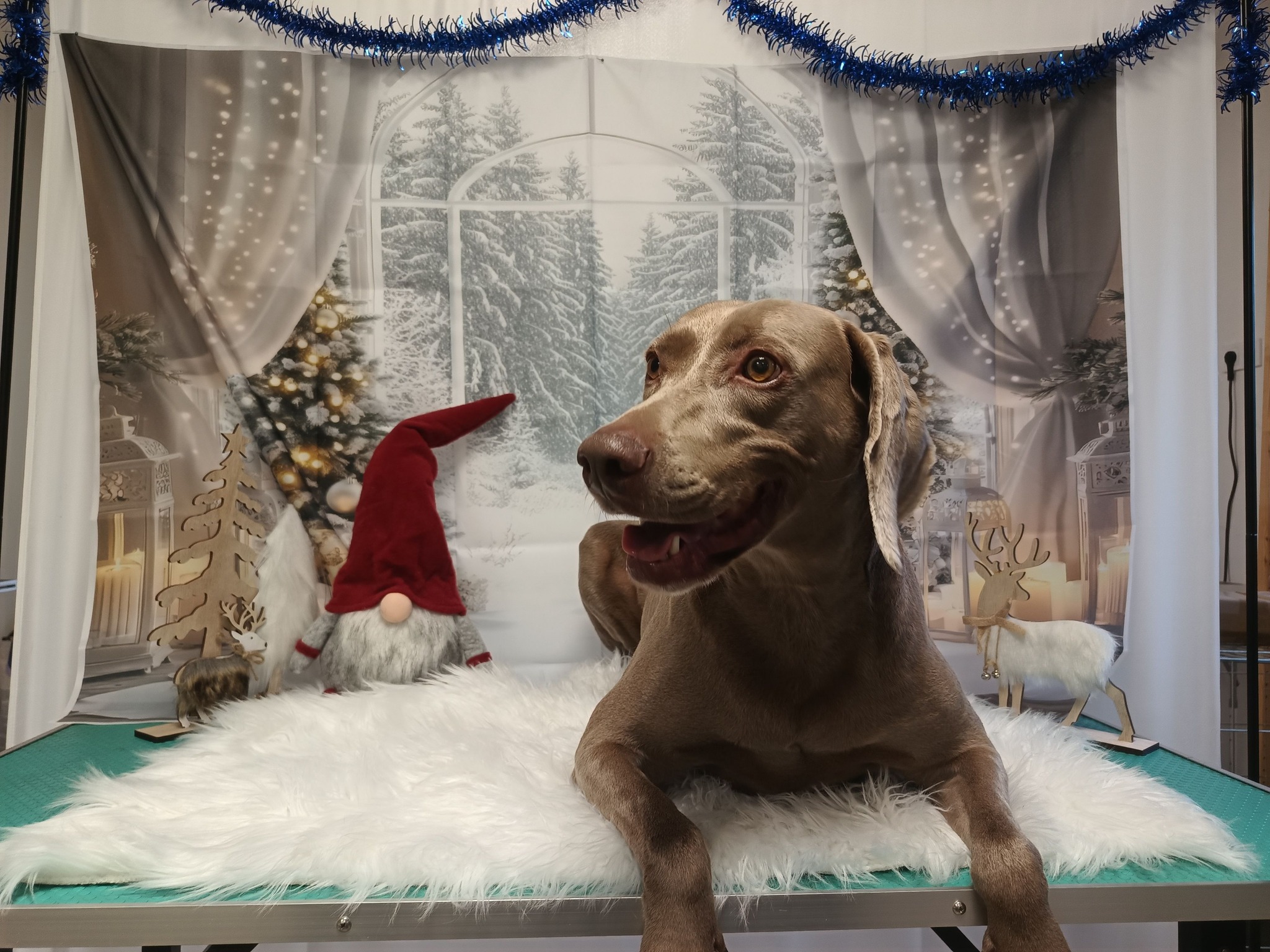 Hogyan készülj fel a kutyád első kozmetikai látogatására?