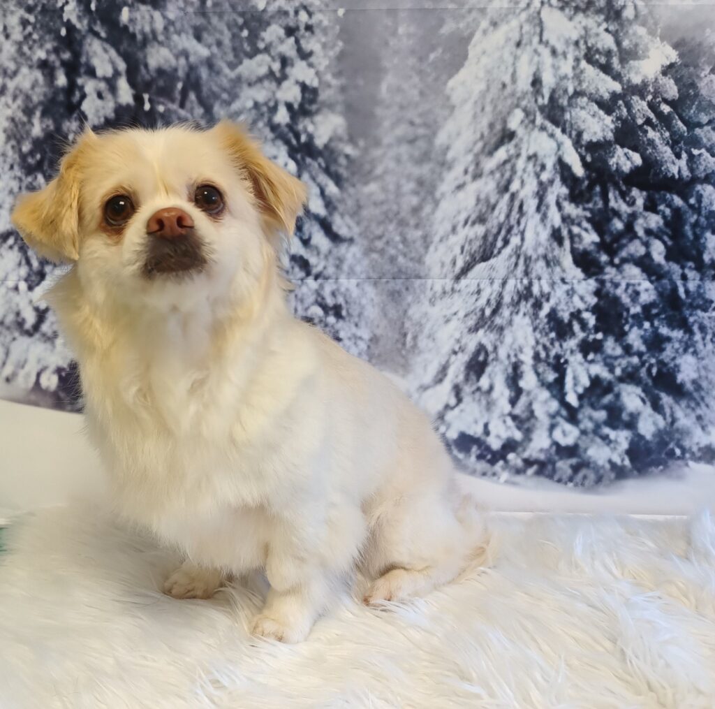 macskakozmetika, állatkozmetika, kutyakozmetika