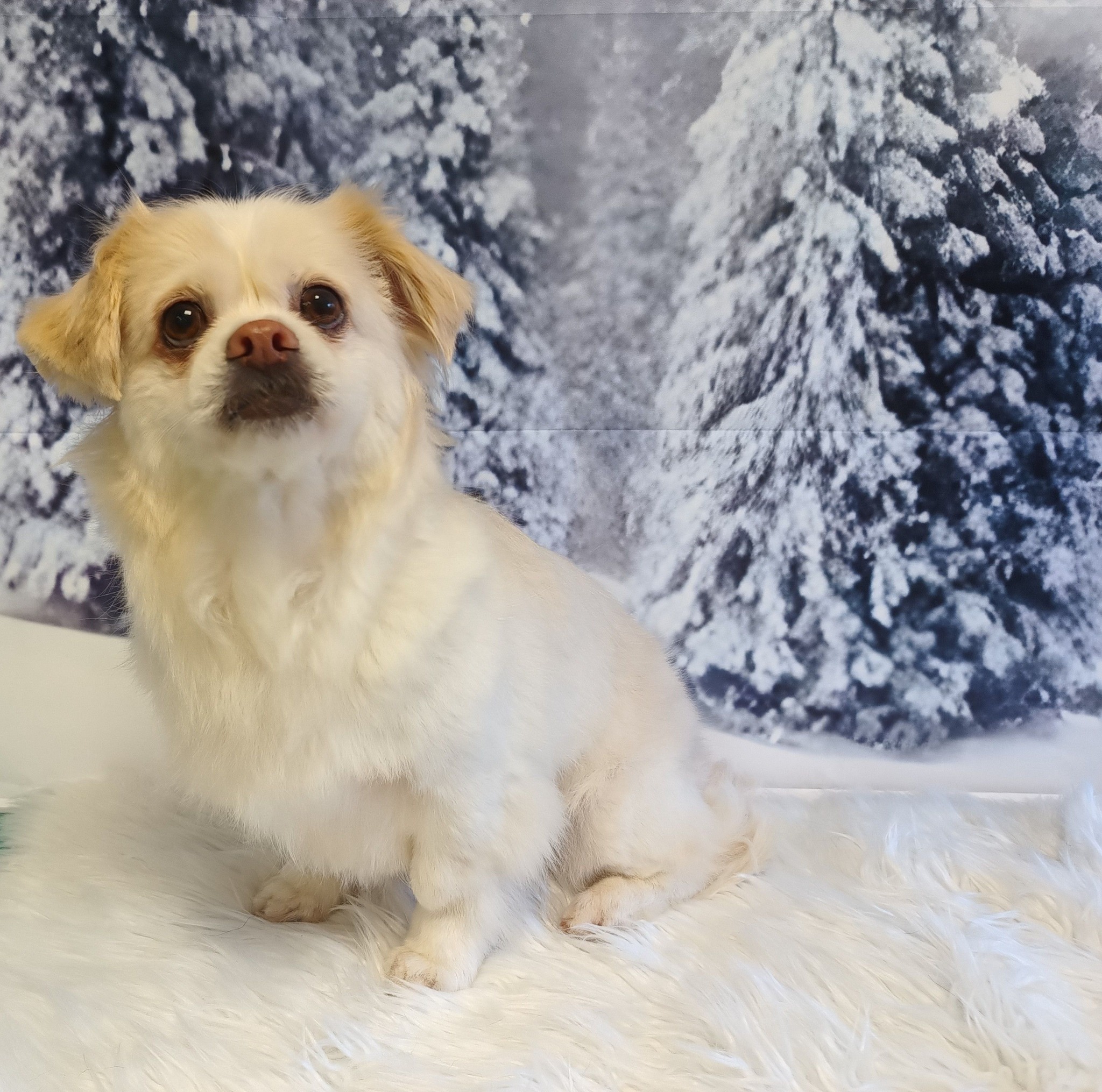 macskakozmetika, állatkozmetika, kutyakozmetika