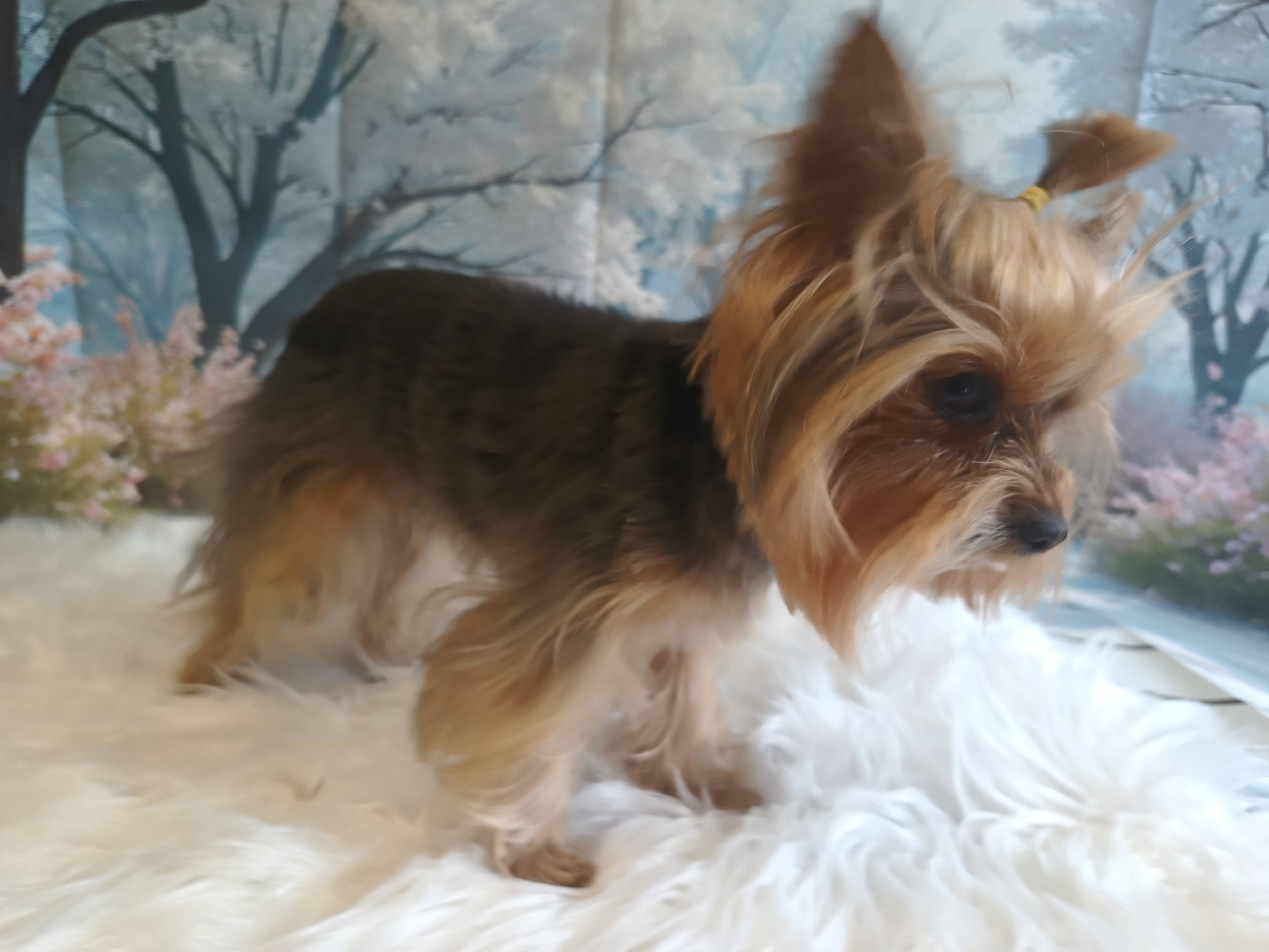 macskakozmetika, állatkozmetika, kutyakozmetika, egészségmegőrzés