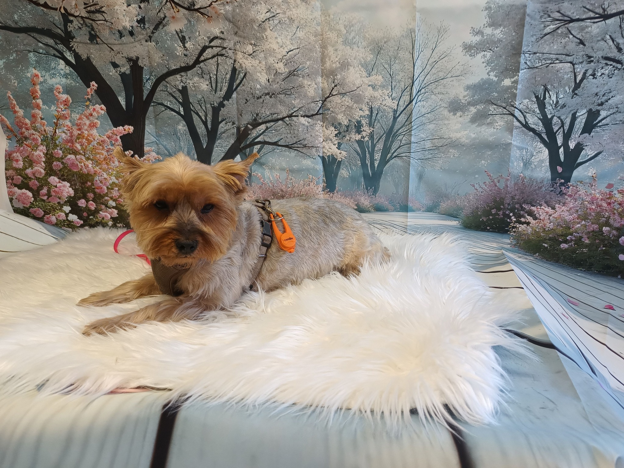 macskakozmetika, állatkozmetika, kutyakozmetika