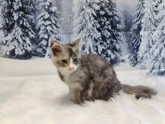 macskakozmetika, állatkozmetika, kutyakozmetika