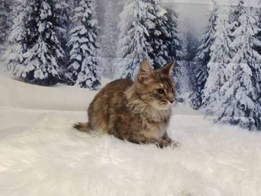macskakozmetika, állatkozmetika, kutyakozmetika