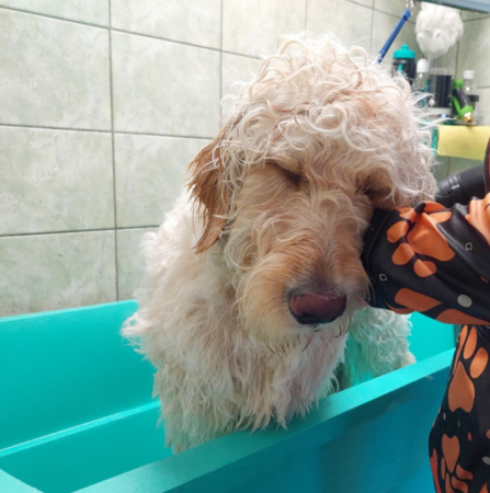 Topilla kutyakozmetika és macskakozmetika Pestszentimre