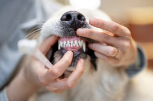 Topilla állatkozmetika Pestszentimre - Ultrahangos szájápolás