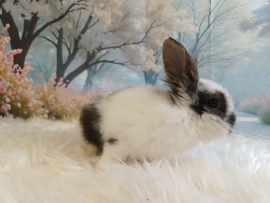 aljszőr kiszedése – nyúl aljszőr kiszedése - nyúl