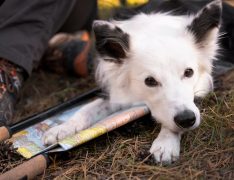 mentett kutya kozmetika - Budapest