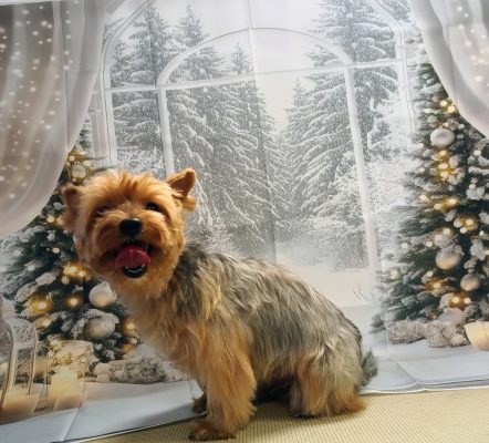 macskakozmetika, állatkozmetika, kutyakozmetika